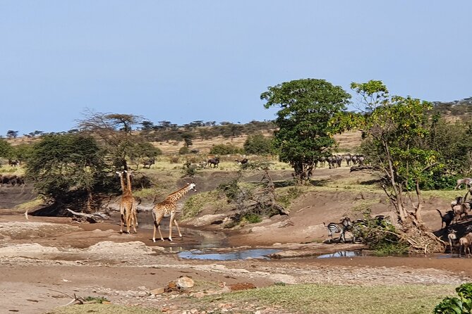 From Arusha: 5 Days Classic Safari Cats, Calves & Crater - The private format and guide quality
