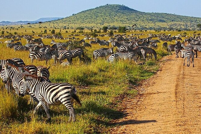 From Arusha: 6 Day Classic Game Drive Serengeti & Ngorongoro - Day six, the return to Arusha