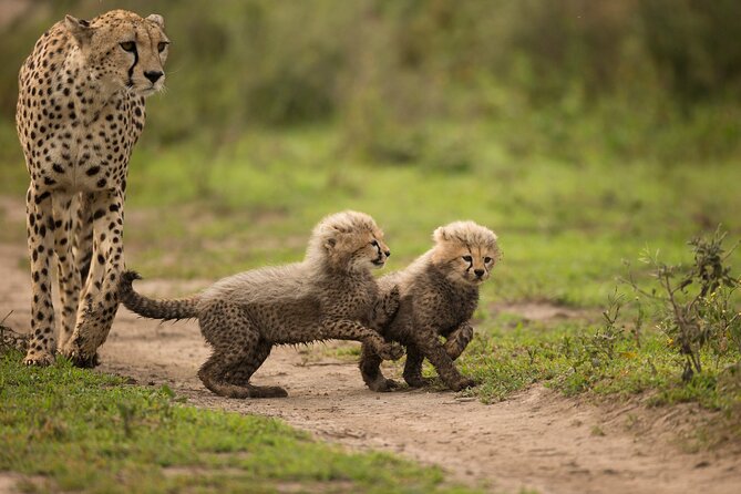 From Arusha: 6 Day Classic Game Drive Serengeti & Ngorongoro - Accommodation, meals, and the private vehicle