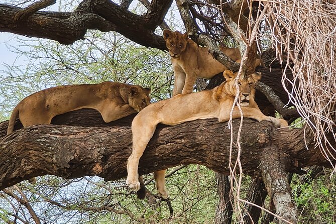 From Arusha: 6 Day Classic Game Drive Serengeti & Ngorongoro - Day one, Lake Manyara’s forest and flamingos
