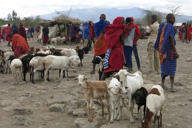 From Arusha: 7 Days Classic Safari Central Northern Circuit - Day 3: Birds, forest, and open shore at Lake Manyara