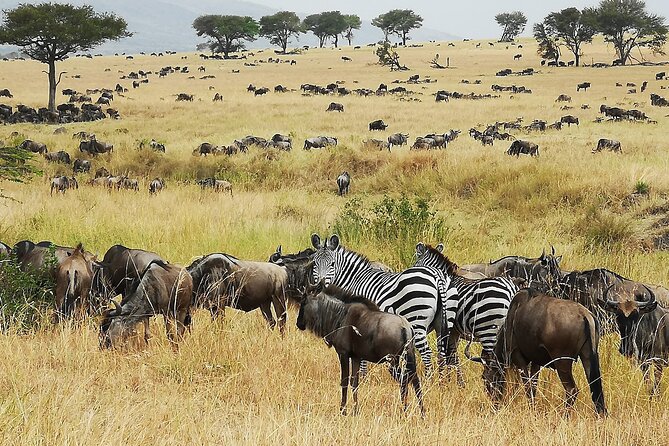 From Arusha: 9 Days Private Guided Classic Game Drive in Tanzania - Key points to know before booking