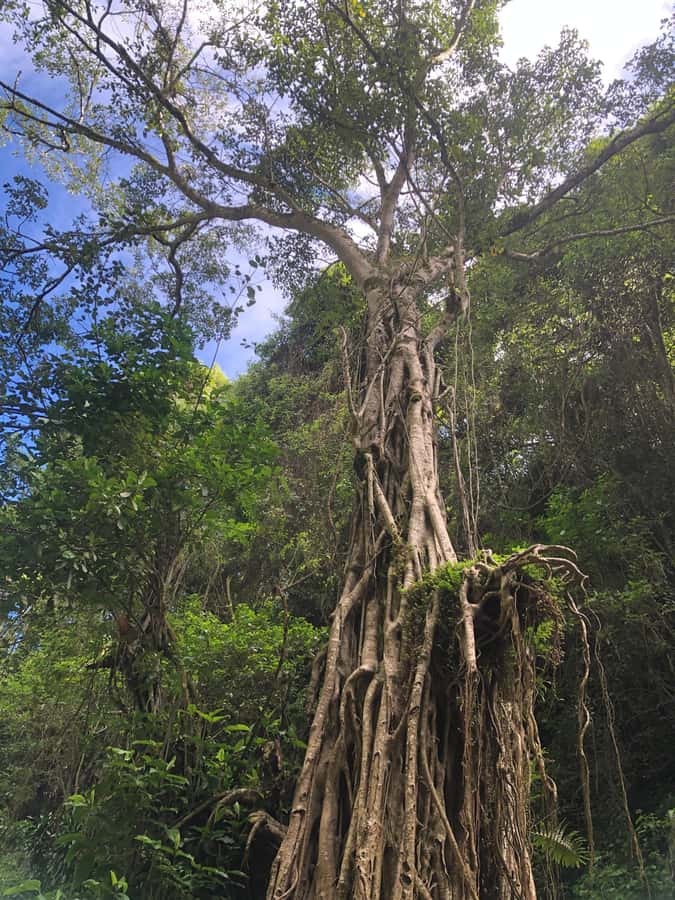 From Arusha: Coffee Farm and Mangalia Waterfalls Tour - The farm break, views, and banana drink
