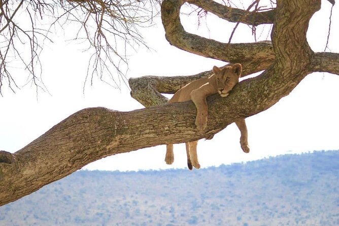 From Arusha : Days Safari Northern Circuit to Maasai Boma - Day 3: Into Ngorongoro Crater