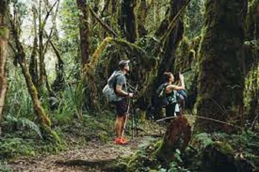From Arusha/Moshi: Kilimanjaro Hike Marangu Route Day Trip - What this Kilimanjaro day hike really offers