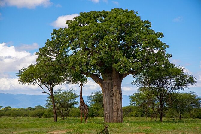 From Arusha: Tarangire and Ngorongoro Crater 3-Day Private Safari - Why this three-day route works