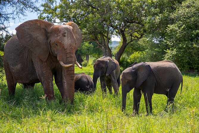 From Arusha: Tarangire and Ngorongoro Crater 3-Day Private Safari - Day 1: From Arusha to Tarangire’s elephant country