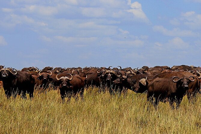 From Arusha to Zanzibar : 11 days From Bush to Beach safari - Day 6: A full day inside Ngorongoro Crater