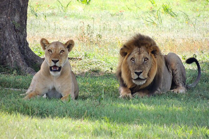 From Arusha to Zanzibar : 11 days From Bush to Beach safari - Day 7: Tarangire, elephants, and a final safari day