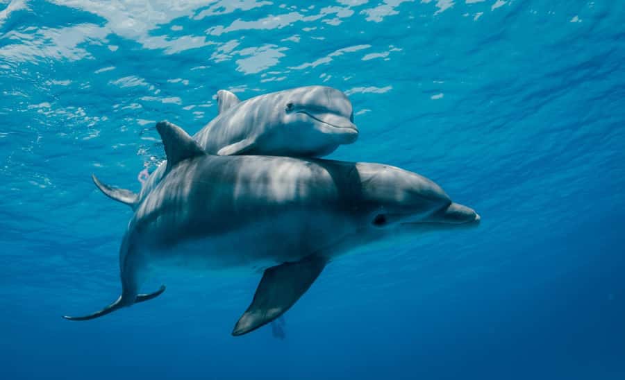 From Kendwa: Mnemba Boat Trip and Dolphin Snorkel Adventure - FAQ