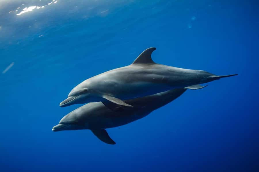 From Kendwa: Mnemba Boat Trip and Dolphin Snorkel Adventure - Swimming with dolphins in open water