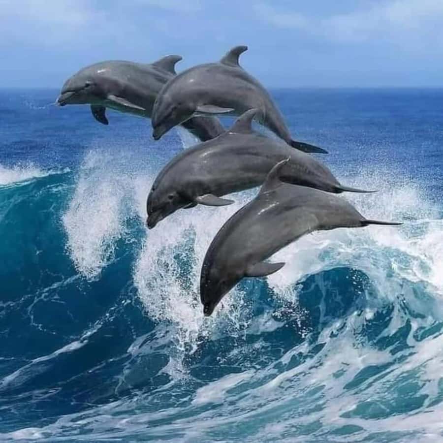 FROM KENDWA; Mnemba snorkelling and Dolphin tour - Why Mnemba makes a good half-day from Kendwa