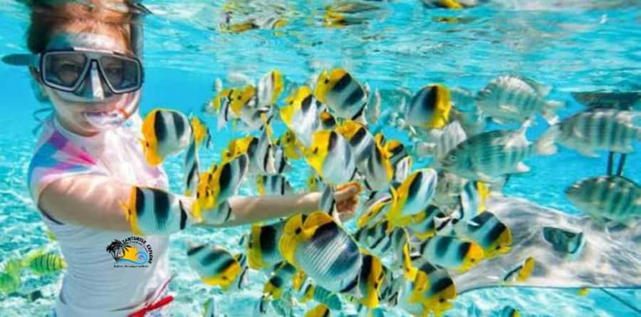 From Kendwa/Nungwi: Mnemba Dolphins with Snorkel Tour - What the $56 price really covers