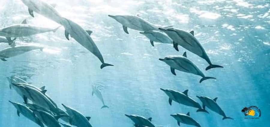 From Kendwa/Nungwi: Mnemba Dolphins with Snorkel Tour - Looking for dolphins on the open water
