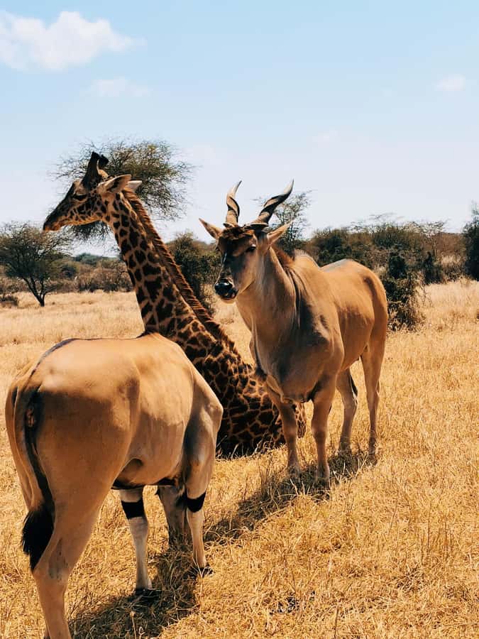 From Moshi or Arusha: Serval Wildlife Sanctuary Trip - Understanding the $210 known cost