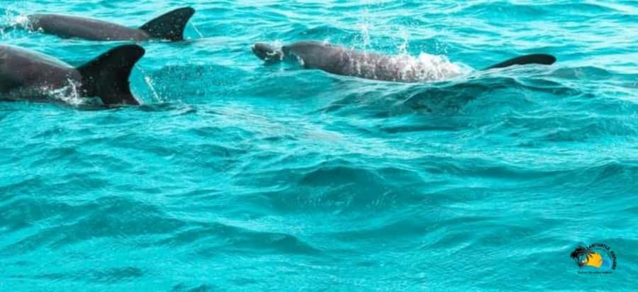From Nungwi/Kendwa: Mnemba Atoll Starfishes & Dolphins Tour - Key points at a glance
