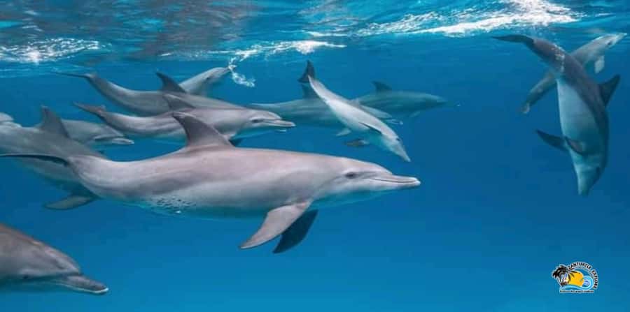 From Nungwi/Kendwa: Mnemba Atoll Starfishes & Dolphins Tour - What $54 gets you