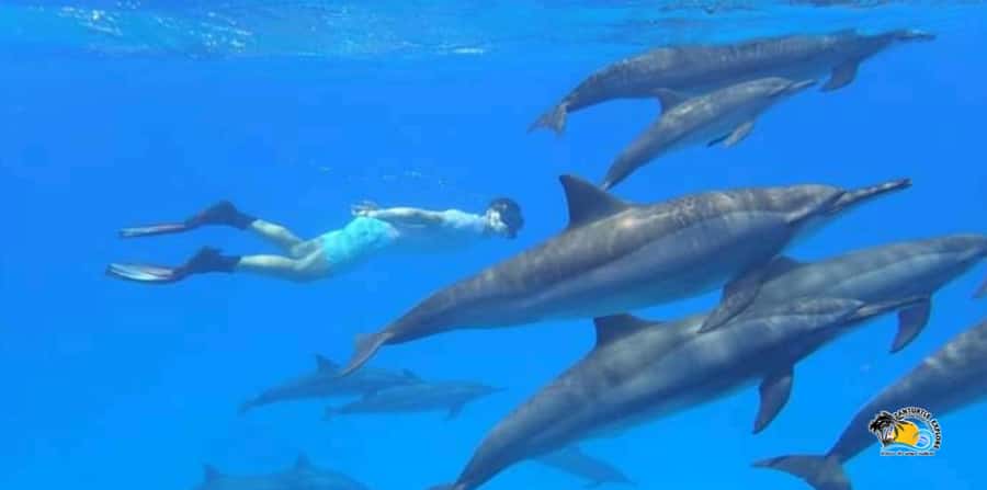From Nungwi/Kendwa: Mnemba Atoll Starfishes & Dolphins Tour - The dolphin stop and the ethical question