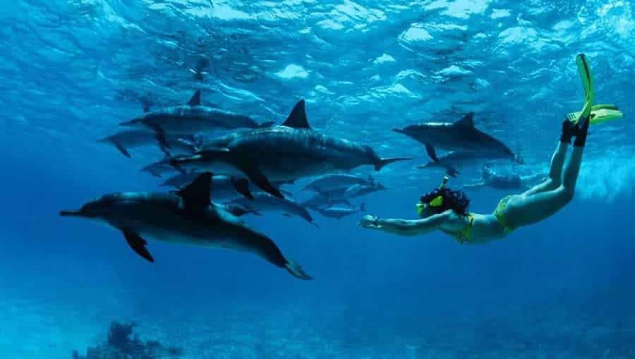 From Nungwi : Mnemba Boat Trip and Dolphin Snorkel Adventure - Mnemba’s coral reefs and colorful fish