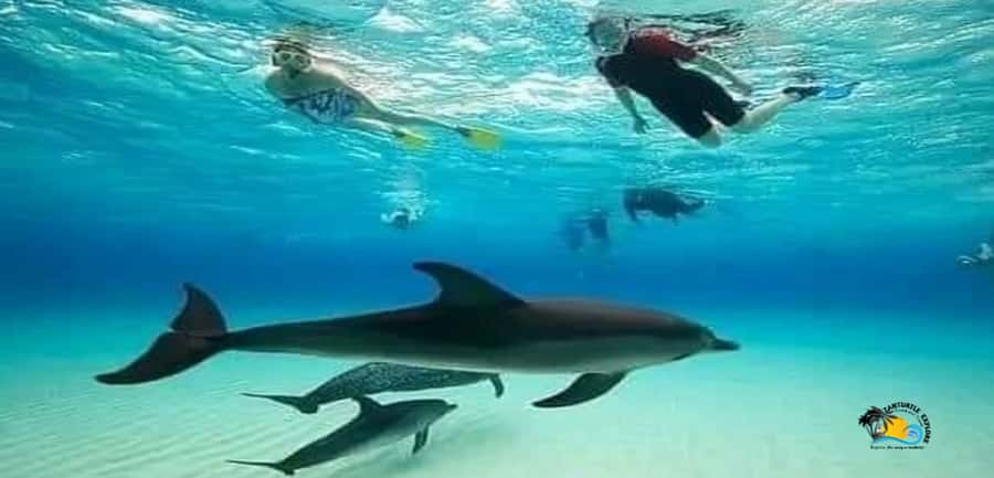 From Nungwi: Mnemba Island Dolphin Watching and Snorkeling - The real appeal: dolphins, then Mnemba snorkeling
