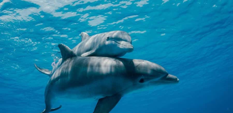FROM NUNGWI; MNEMBA SNORKELING AND DOLPHIN TOUR - At a glance