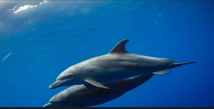 FROM NUNGWI; MNEMBA SNORKELING AND DOLPHIN TOUR - Dolphin watching near Mnemba