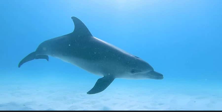 FROM NUNGWI; MNEMBA SNORKELING AND DOLPHIN TOUR - What the $45 package really includes
