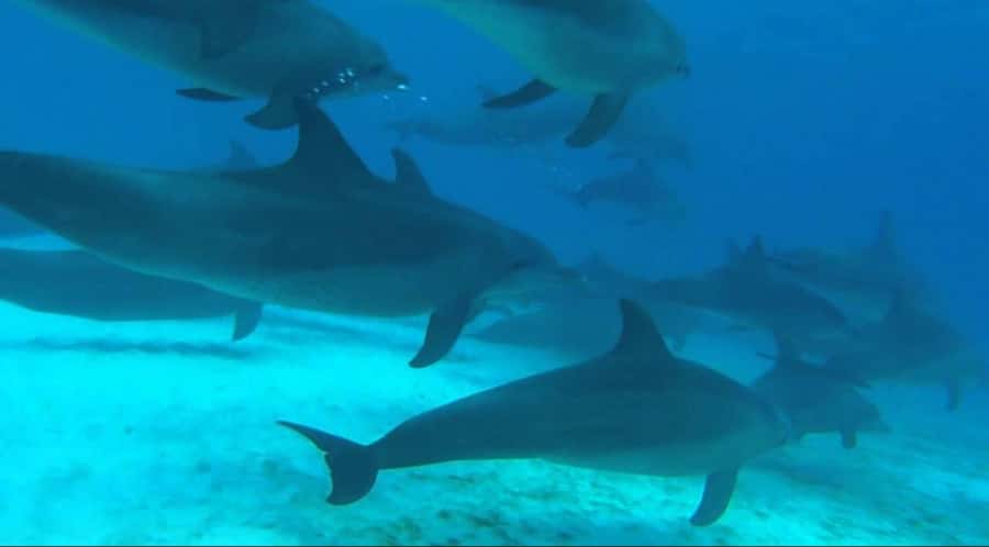FROM NUNGWI; MNEMBA SNORKELING AND DOLPHIN TOUR - Leaving Nungwi by dhow