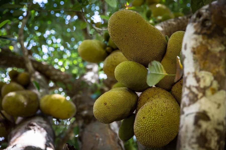 From Stone Town: Spice Tour of Zanzibar - Why Zanzibar is called Spice Island