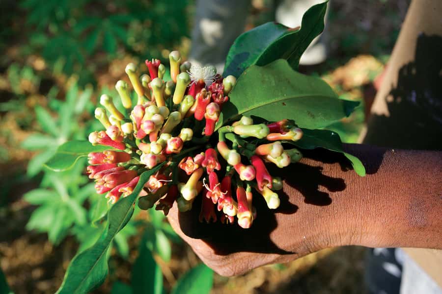 From Stone Town: Spice Tour of Zanzibar - From hotel pickup to the plantation