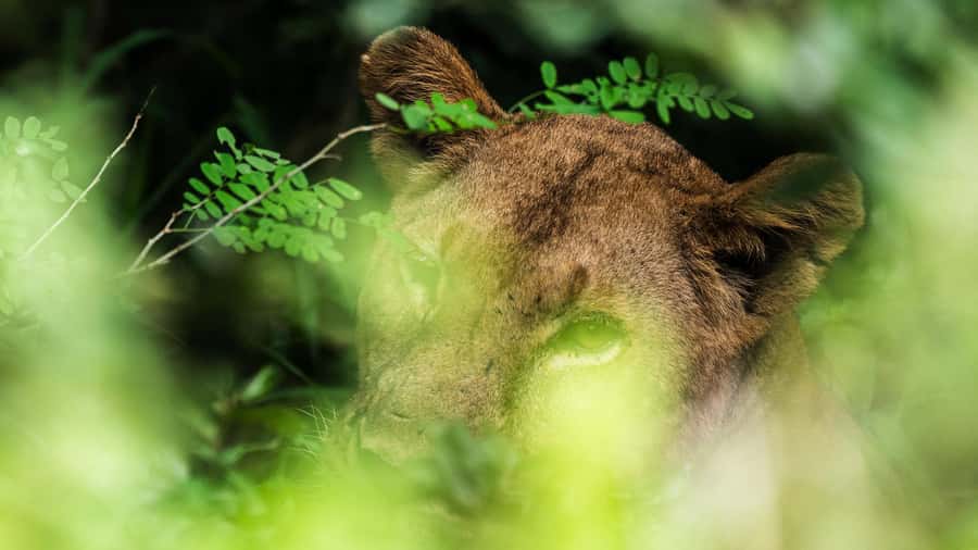 From Zanzibar: 3-Day Selous Safari Trip with Flights - Day one: a full safari by jeep