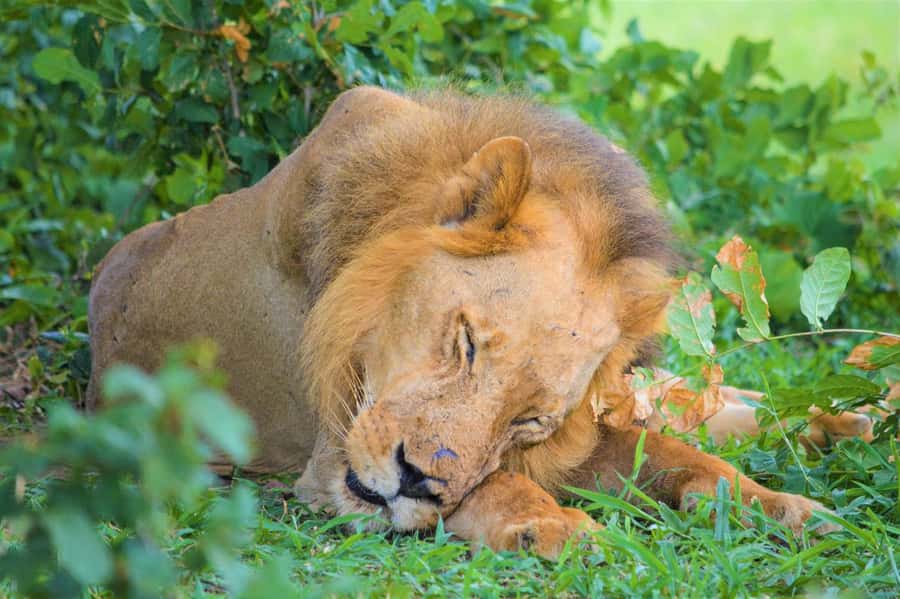 From Zanzibar: 3-Day Selous Safari Trip with Flights - Is $1,550 per person good value?
