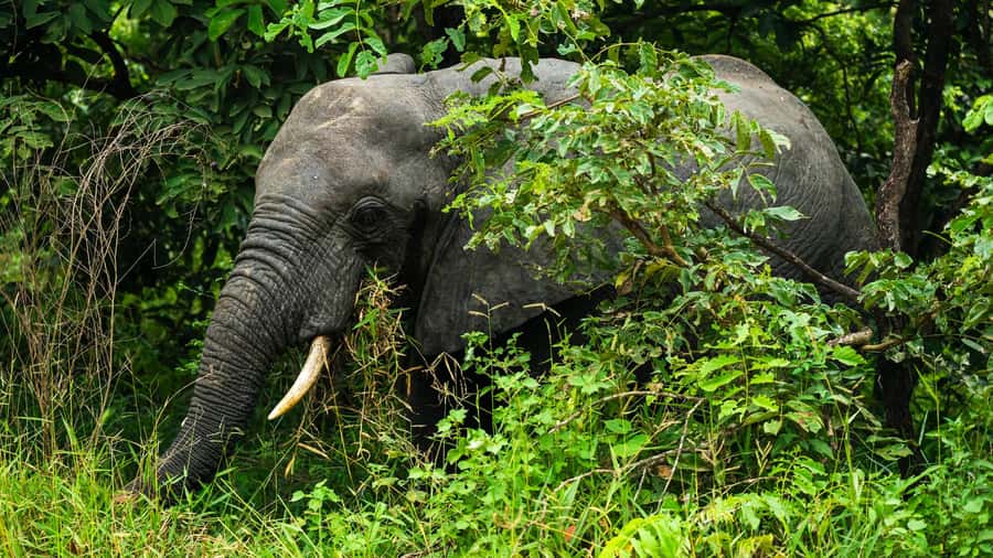 From Zanzibar: 3-Day Selous Safari Trip with Flights - Flying from Zanzibar to the bush