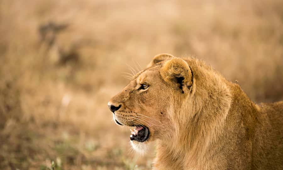 From Zanzibar: Day Safari to Selous Game Reserve with flight - Key points at a glance