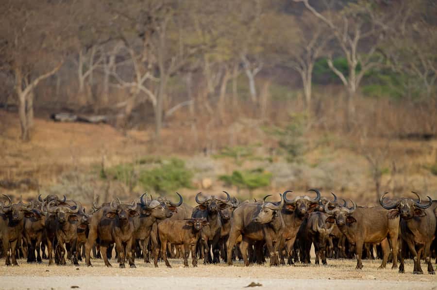 From Zanzibar: Day Safari to Selous Game Reserve with flight - Lunch and the afternoon return to the bush