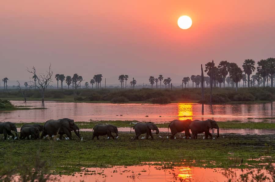 From Zanzibar: Day Safari to Selous Game Reserve with flight - What the $480 price really buys