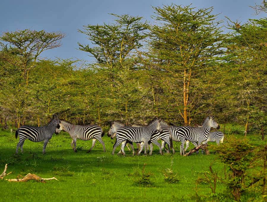 From Zanzibar: Day Safari to Selous Game Reserve with flight - The strongest reasons to book