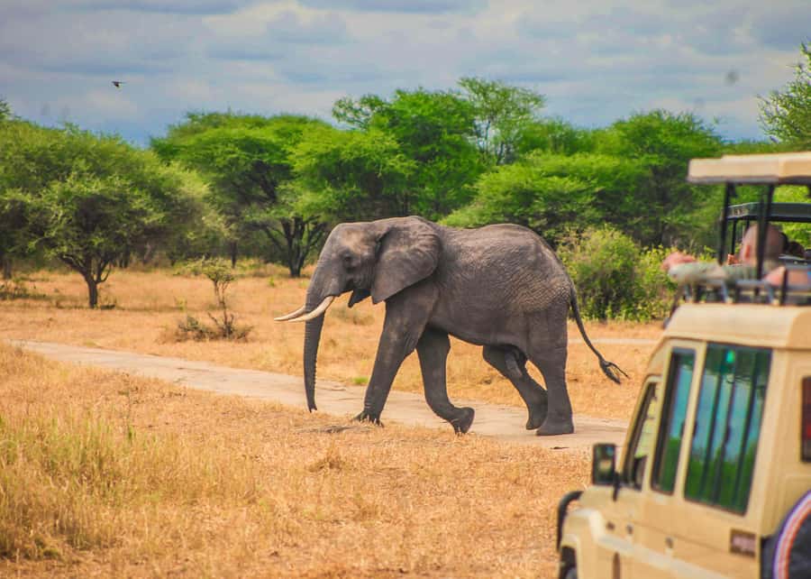 From Zanzibar: Day Safari to Selous Game Reserve with flight - The early hotel pickup and flight to the reserve