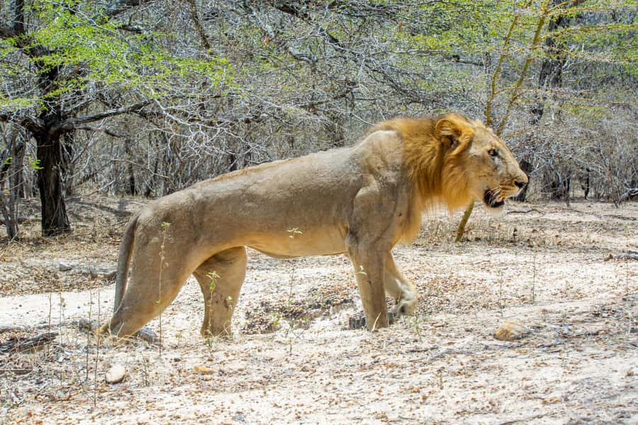From Zanzibar: Day Selous Game Reserve Safari with Flights - Flying from Zanzibar to Nyerere National Park