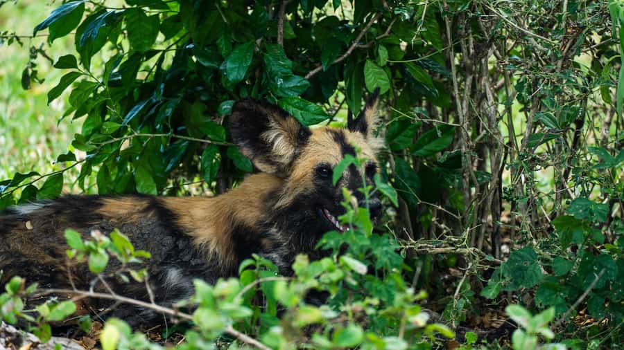From Zanzibar: Day Selous Game Reserve Safari with Flights - Who should book this safari?
