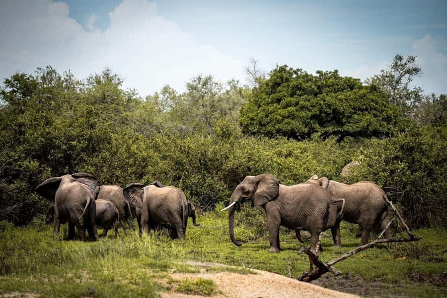 From Zanzibar: Mikumi Day Trip Safari By Flight. - Key points to know before booking