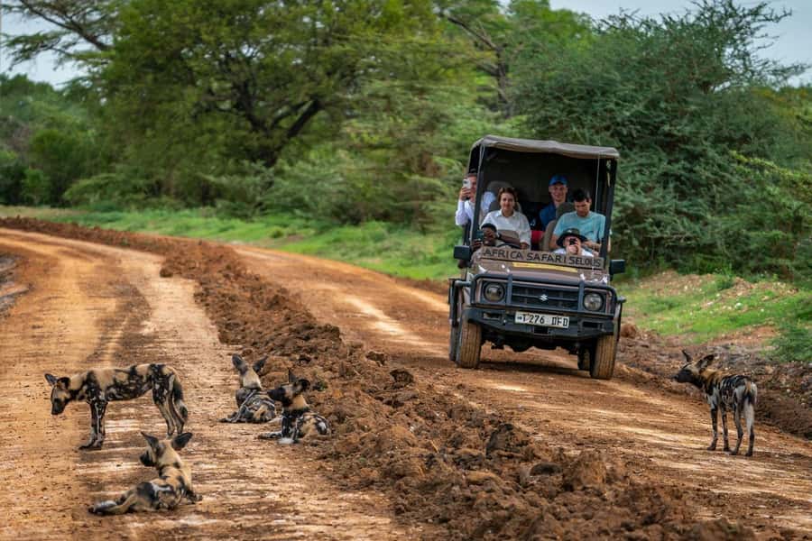 From Zanzibar: Mikumi Day Trip Safari By Flight. - The flight makes this safari possible