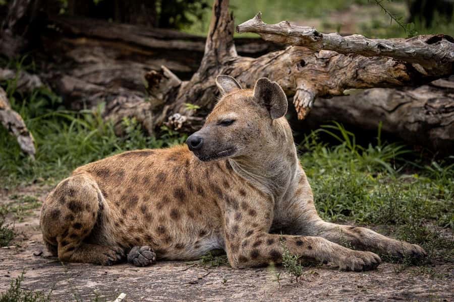 From Zanzibar: Mikumi Day Trip Safari By Flight. - The animals you may see