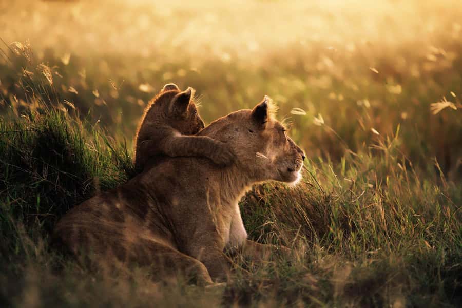 From Zanzibar: Mikumi Day Trip Safari By Flight. - What the $560 price really covers