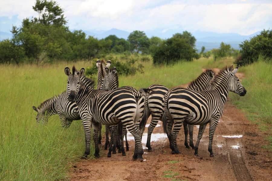 From Zanzibar: Mikumi Day Trip Safari By Flight. - Language, group size, and practical comfort