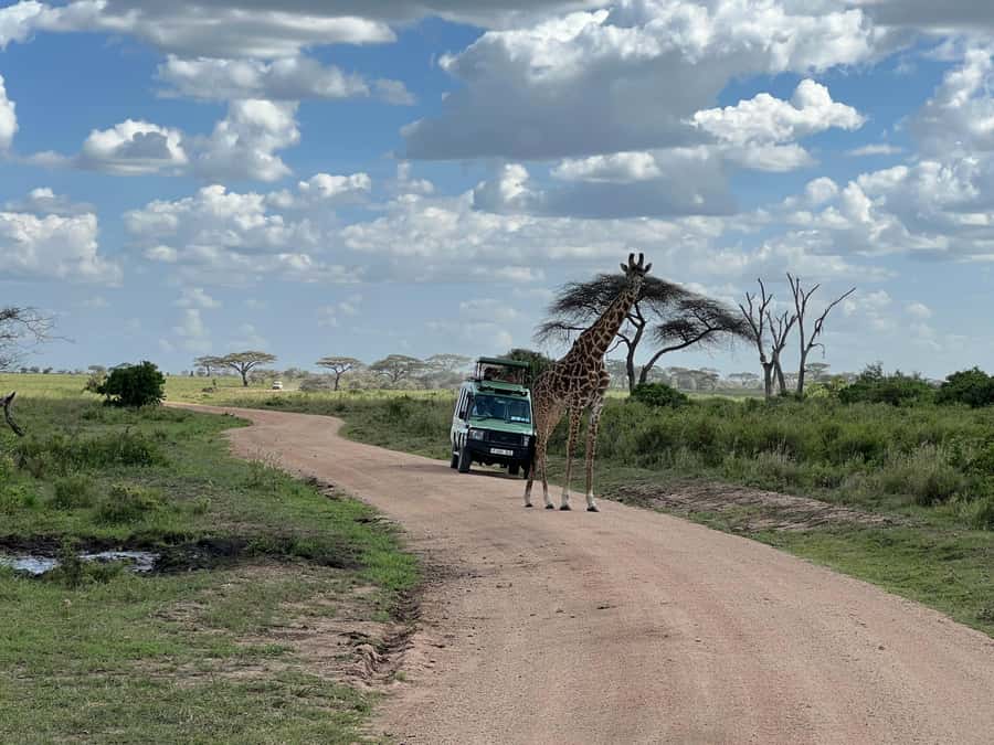 From Zanzibar: Mikumi National Park Guided Safari - Eight hours among Mikumi’s animals