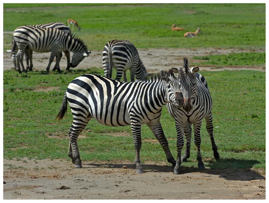 From Zanzibar: Mikumi National Park Guided Safari - Bush lunch at 12:30 inside the park