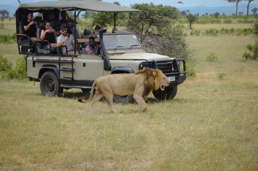 From Zanzibar: Mikumi National Park Guided Safari - Who will enjoy this day most?