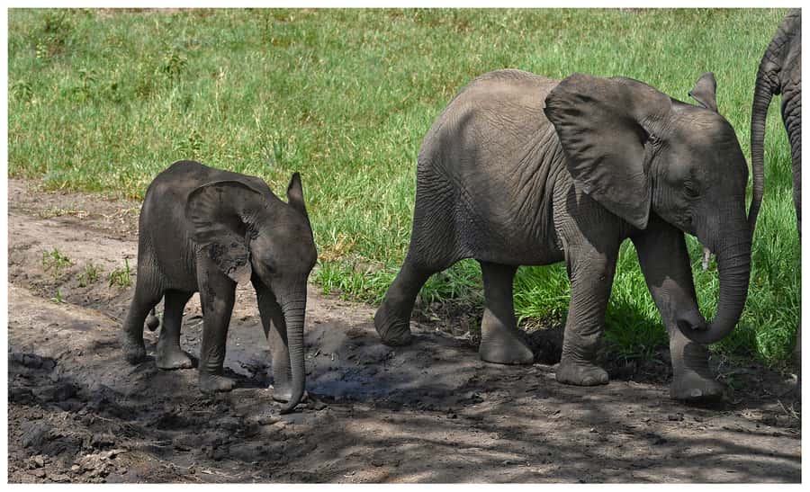 From Zanzibar: Mikumi National Park Guided Safari - An open 4x4 makes the viewing better