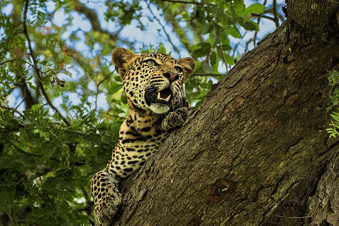 From Zanzibar: Mikumi Safari Day Trip with Flights and Meal - Key points to know before booking